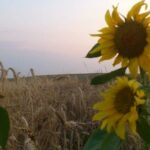 vremea în alba în săptămâna 14 – 20 iulie: caniculă,