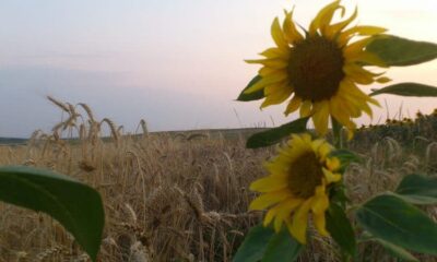 vremea în alba în săptămâna 14 – 20 iulie: caniculă,