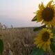vremea în alba în săptămâna 14 – 20 iulie: caniculă,