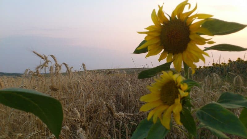vremea în alba în săptămâna 14 – 20 iulie: caniculă,