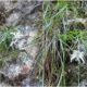 concurs de fotografie cu tema „floarea de colț de Întregalde”,