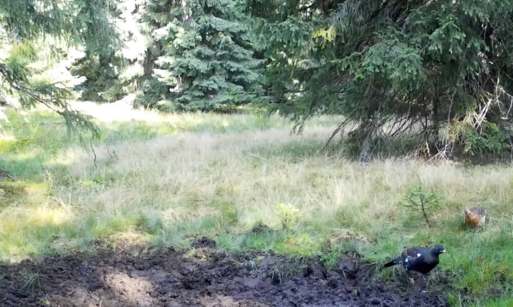 video: „rotitul fals” al cocoșilor de munte, surprins de camerele