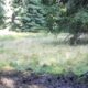 video: „rotitul fals” al cocoșilor de munte, surprins de camerele