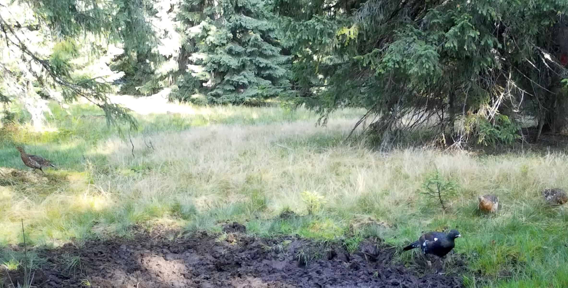 video: „rotitul fals” al cocoșilor de munte, surprins de camerele