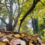 vremea în alba în săptămâna 15 – 21 septembrie: două