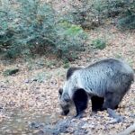 video: urs surprins de camerele din parcul natural apuseni: „ursul