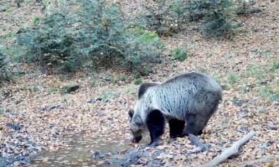 video: urs surprins de camerele din parcul natural apuseni: „ursul