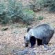 video: urs surprins de camerele din parcul natural apuseni: „ursul