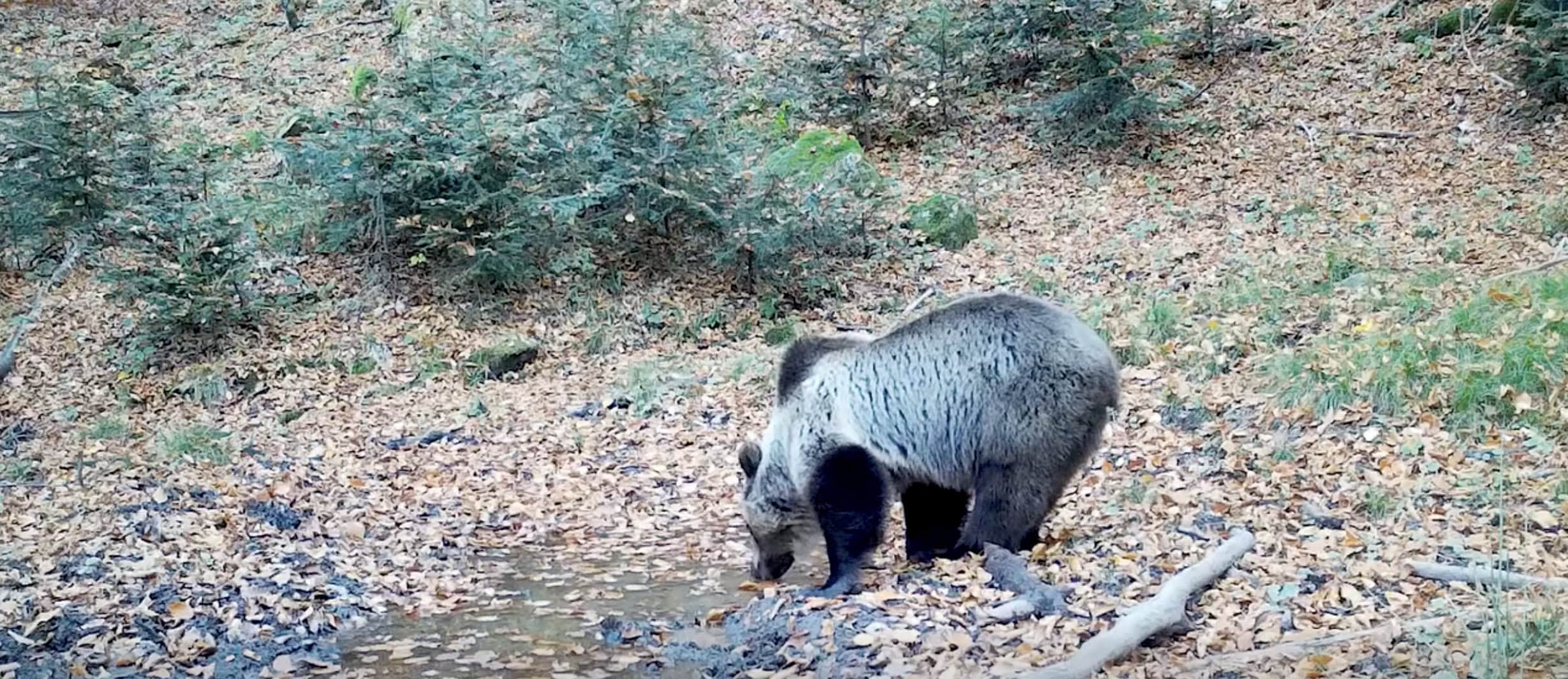 video: urs surprins de camerele din parcul natural apuseni: „ursul