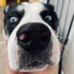 15 noiembrie: „salt în doi”, primul club de agility din