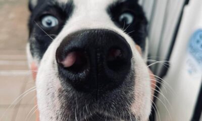 15 noiembrie: „salt în doi”, primul club de agility din