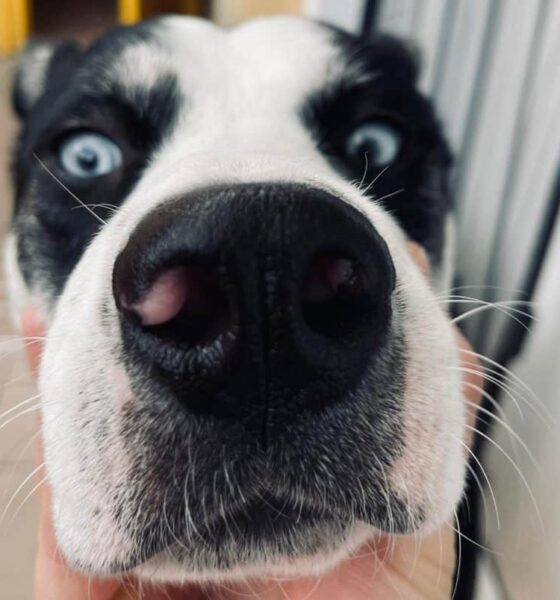 15 noiembrie: „salt în doi”, primul club de agility din