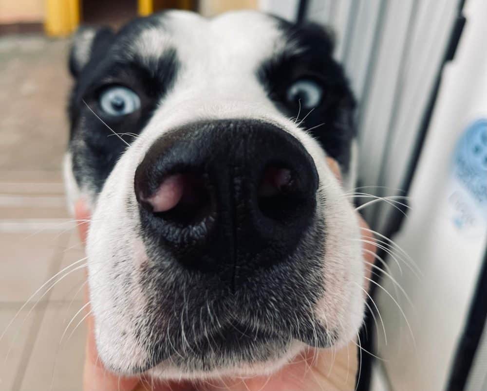 15 noiembrie: „salt în doi”, primul club de agility din