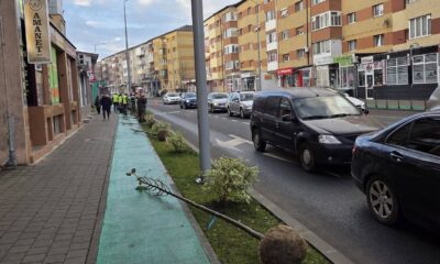 foto: primăria alba iulia a renunțat să mai planteze „joarde”.