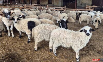 ansvsa: transporturile ilegale de ovine, „cel mai mare pericol biologic”.