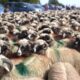 astĂzi: „coborâtul oilor” la loman 2026. festivalul care reunește ciobanii